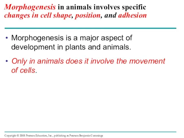 Morphogenesis in animals involves specific changes in cell shape, position, and adhesion