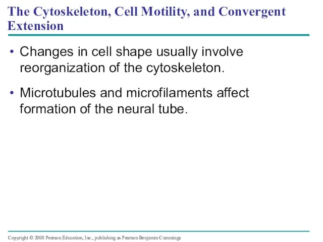 The Cytoskeleton, Cell Motility, and Convergent Extension Changes in cell shape usually