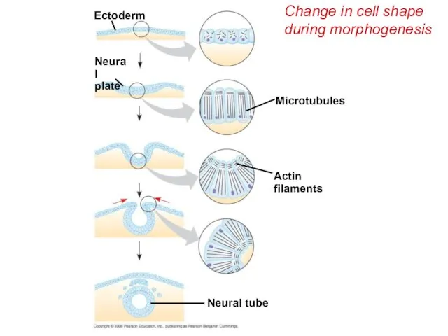 Change in cell shape during morphogenesis Neural tube Actin filaments Microtubules Ectoderm Neural plate