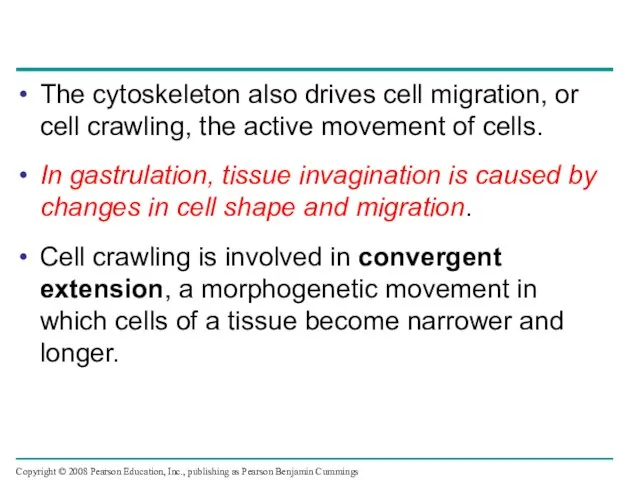 The cytoskeleton also drives cell migration, or cell crawling, the active movement