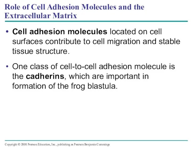 Role of Cell Adhesion Molecules and the Extracellular Matrix Cell adhesion molecules