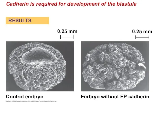 Cadherin is required for development of the blastula Control embryo Embryo without