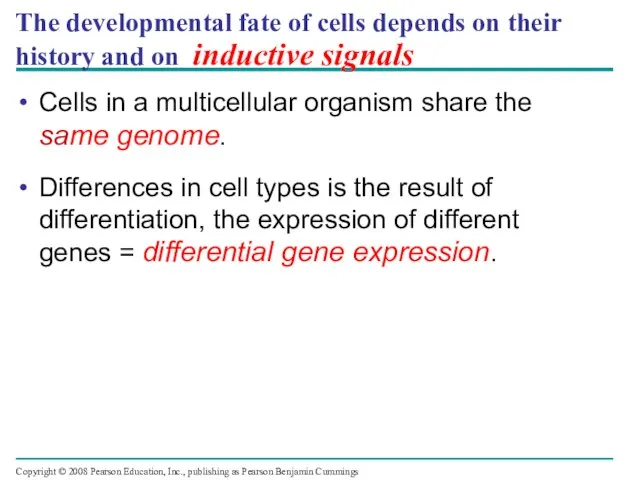 The developmental fate of cells depends on their history and on inductive