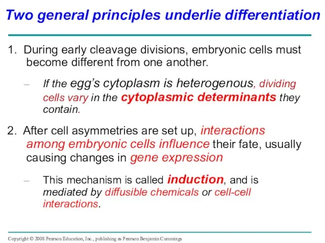 1. During early cleavage divisions, embryonic cells must become different from one
