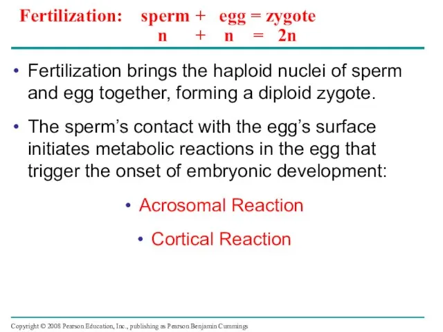 Fertilization: sperm + egg = zygote n + n = 2n Fertilization