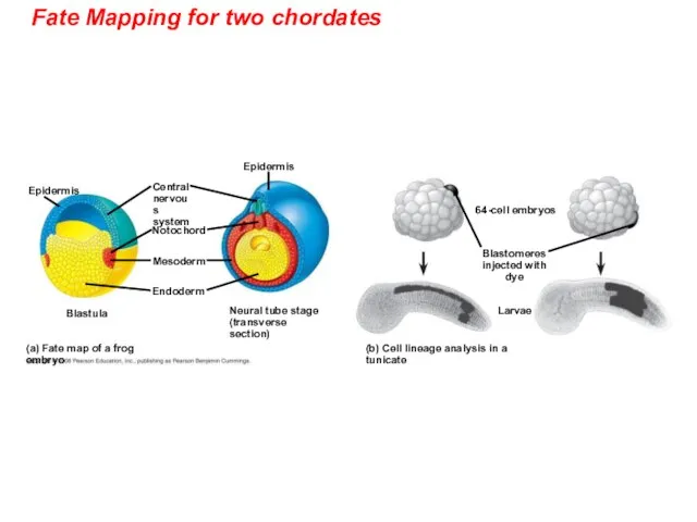 Fate Mapping for two chordates Epidermis (b) Cell lineage analysis in a
