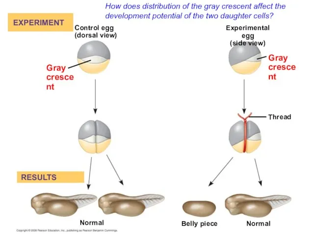 How does distribution of the gray crescent affect the development potential of