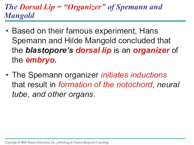 The Dorsal Lip = “Organizer” of Spemann and Mangold Based on their