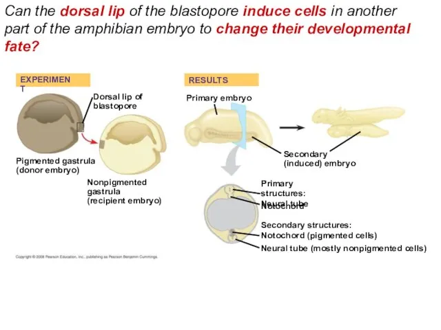 Can the dorsal lip of the blastopore induce cells in another part