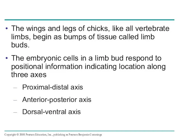 The wings and legs of chicks, like all vertebrate limbs, begin as