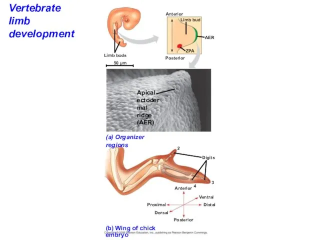 Vertebrate limb development (a) Organizer regions Apical ectodermal ridge (AER) Digits Limb