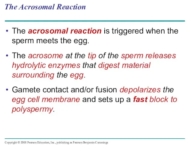 The Acrosomal Reaction The acrosomal reaction is triggered when the sperm meets