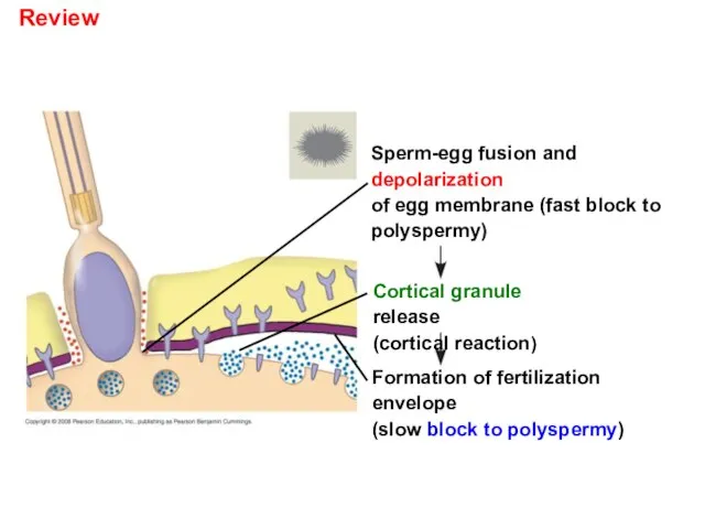 Review Sperm-egg fusion and depolarization of egg membrane (fast block to polyspermy)