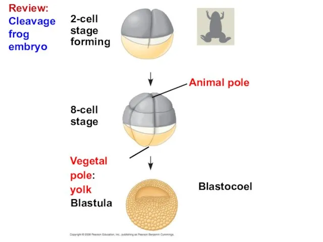 Review: Cleavage frog embryo Blastocoel Animal pole 2-cell stage forming 8-cell stage Blastula Vegetal pole: yolk