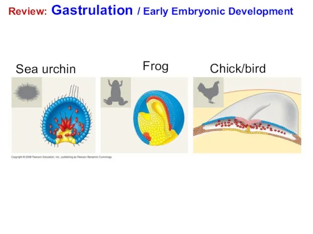 Review: Gastrulation / Early Embryonic Development Sea urchin Frog Chick/bird