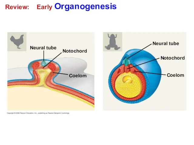 Review: Early Organogenesis Neural tube Coelom Notochord Coelom Notochord Neural tube