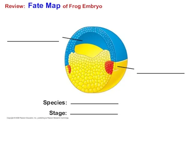 Review: Fate Map of Frog Embryo Species: Stage: