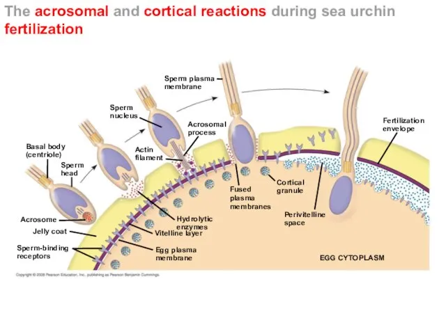The acrosomal and cortical reactions during sea urchin fertilization Basal body (centriole)