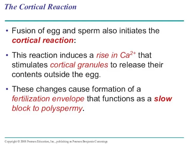 The Cortical Reaction Fusion of egg and sperm also initiates the cortical