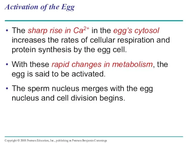Activation of the Egg The sharp rise in Ca2+ in the egg’s