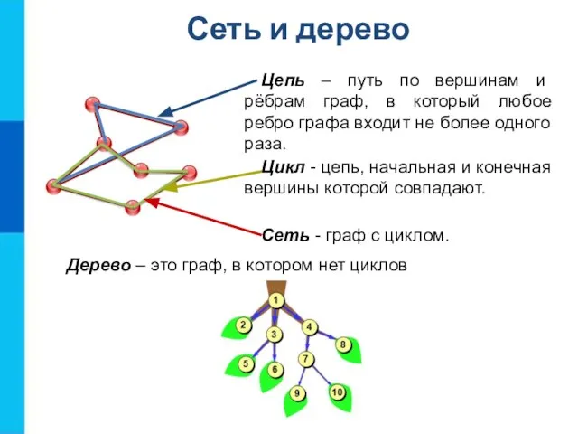 Сеть и дерево Цепь – путь по вершинам и рёбрам граф, в