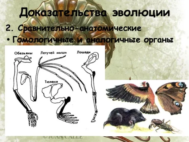 Доказательства эволюции 2. Сравнительно-анатомические Гомологичные и аналогичные органы