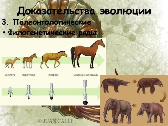 Доказательства эволюции 3. Палеонтологические Филогенетические ряды
