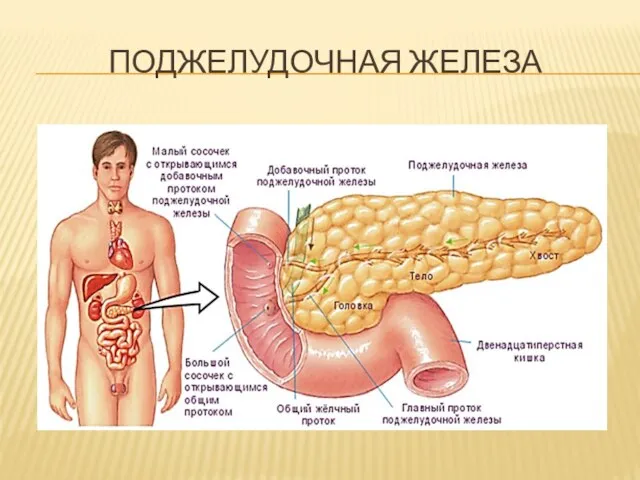 ПОДЖЕЛУДОЧНАЯ ЖЕЛЕЗА