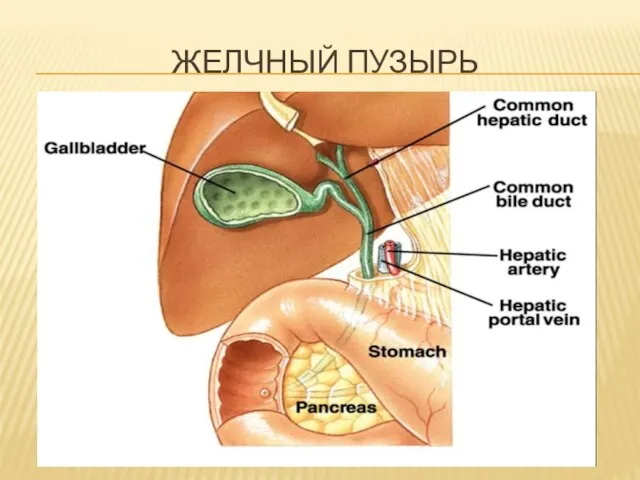 ЖЕЛЧНЫЙ ПУЗЫРЬ