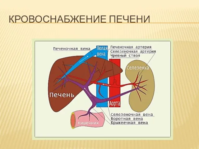 КРОВОСНАБЖЕНИЕ ПЕЧЕНИ