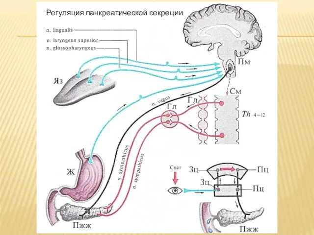 Регуляция панкреатической секреции