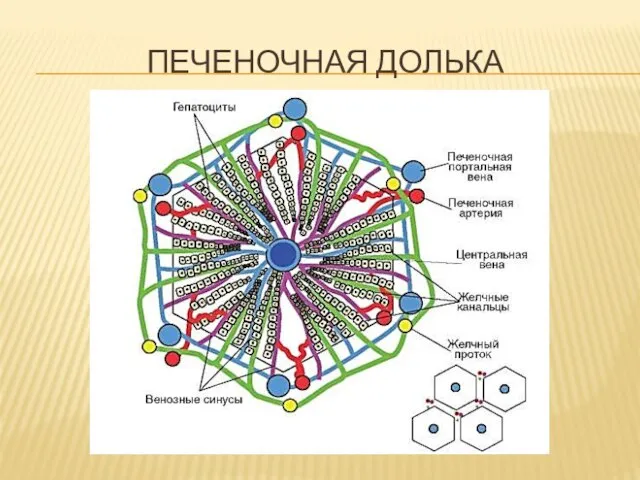 ПЕЧЕНОЧНАЯ ДОЛЬКА