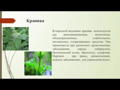 Крапива В народной медицине крапива используется как ранозаживляющее, мочегонное, общеукрепляющее, слабительное, витаминное,