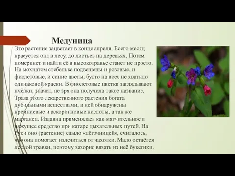 Медуница Это растение зацветает в конце апреля. Всего месяц красуется она в