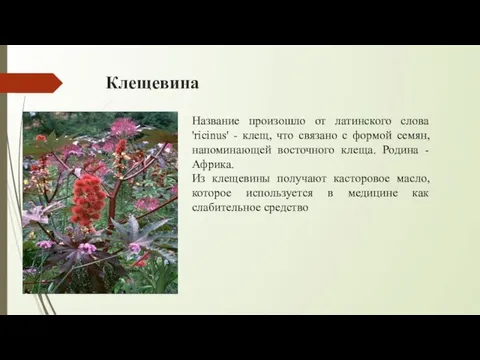 Клещевина Название произошло от латинского слова 'ricinus' - клещ, что связано с