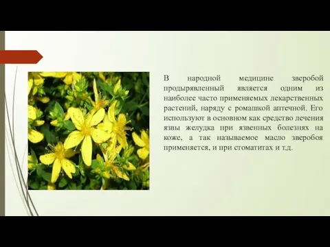 В народной медицине зверобой продырявленный является одним из наиболее часто применяемых лекарственных