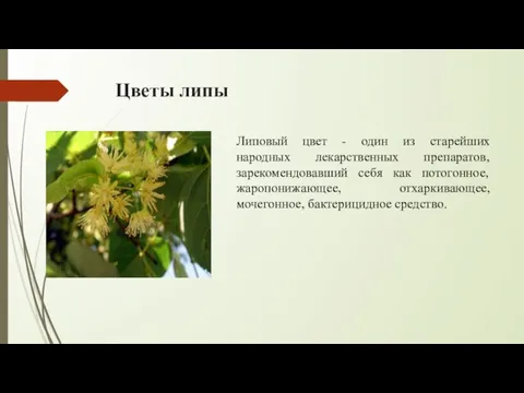 Цветы липы Липовый цвет - один из старейших народных лекарственных препаратов, зарекомендовавший