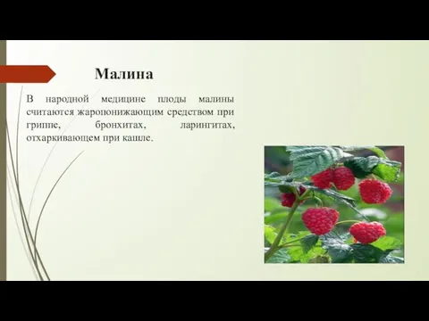 Малина В народной медицине плоды малины считаются жаропонижающим средством при гриппе, бронхитах, ларингитах, отхаркивающем при кашле.