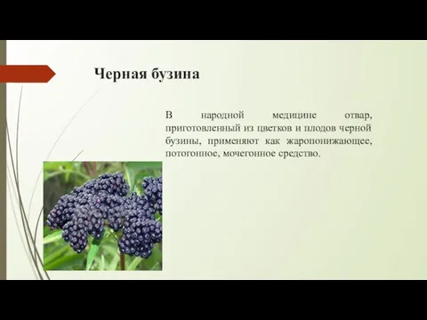 Черная бузина В народной медицине отвар, приготовленный из цветков и плодов черной