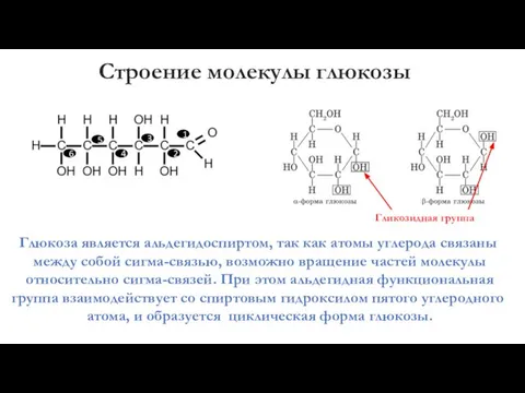 Строение молекулы глюкозы Глюкоза является альдегидоспиртом, так как атомы углерода связаны между