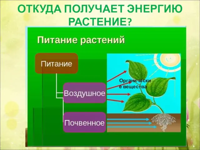 Органические вещества ОТКУДА ПОЛУЧАЕТ ЭНЕРГИЮ РАСТЕНИЕ?