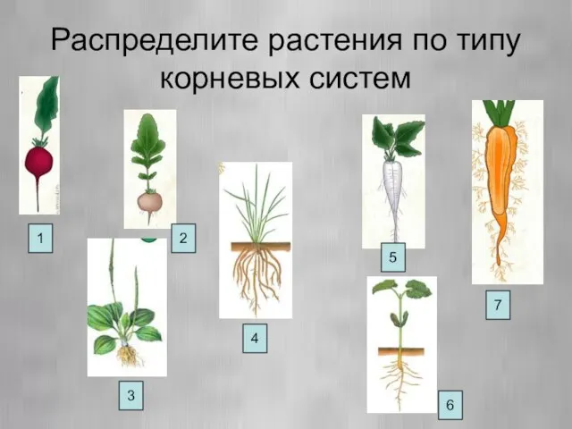 Распределите растения по типу корневых систем 1 2 3 4 6 5 7