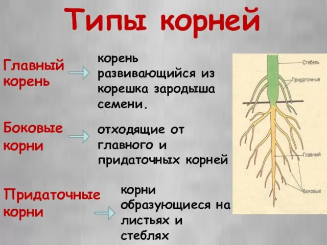 Типы корней корень развивающийся из корешка зародыша семени. Главный корень Боковые корни