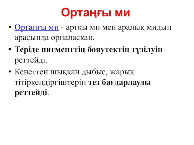 Ортаңғы ми Ортаңғы ми - артқы ми мен аралық мидың арасында орналасқан.