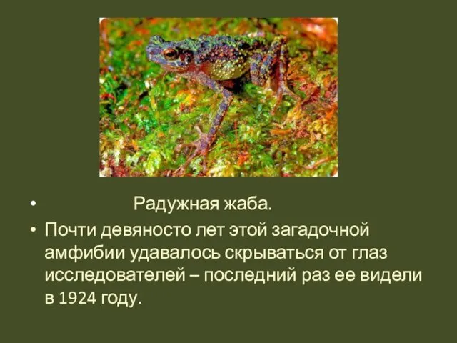 Радужная жаба. Почти девяносто лет этой загадочной амфибии удавалось скрываться от глаз