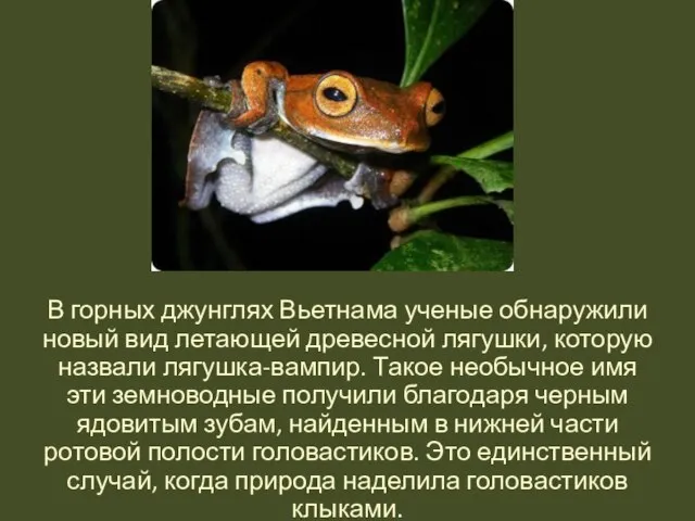 В горных джунглях Вьетнама ученые обнаружили новый вид летающей древесной лягушки, которую