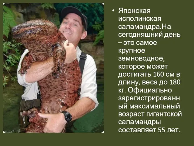 Японская исполинская саламандра.На сегодняшний день – это самое крупное земноводное, которое может