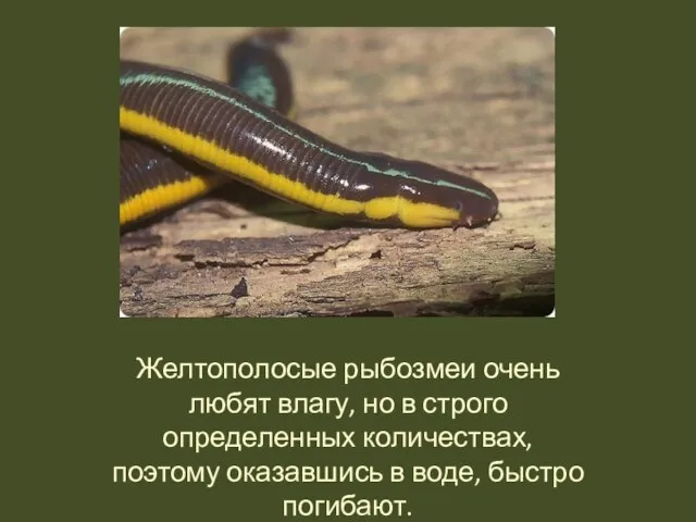 Желтополосые рыбозмеи очень любят влагу, но в строго определенных количествах, поэтому оказавшись в воде, быстро погибают.