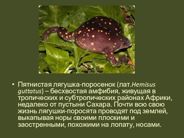 Пятнистая лягушка-поросенок (лат.Hemisus guttatus) – бесхвостая амфибия, живущая в тропических и субтропических