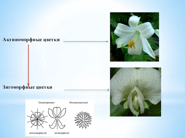 Актиноморфные цветки Зигоморфные цветки